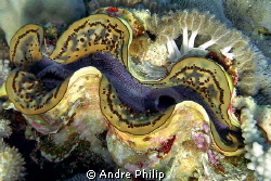 giant clam by Andre Philip 